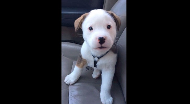 A puppy and his first "hiccup": his reaction is priceless !