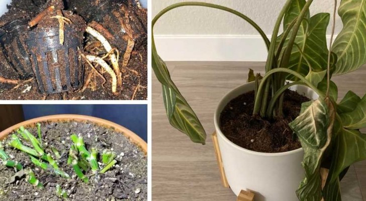 7 consigli da seguire per far tornare in vita le piante rovinate