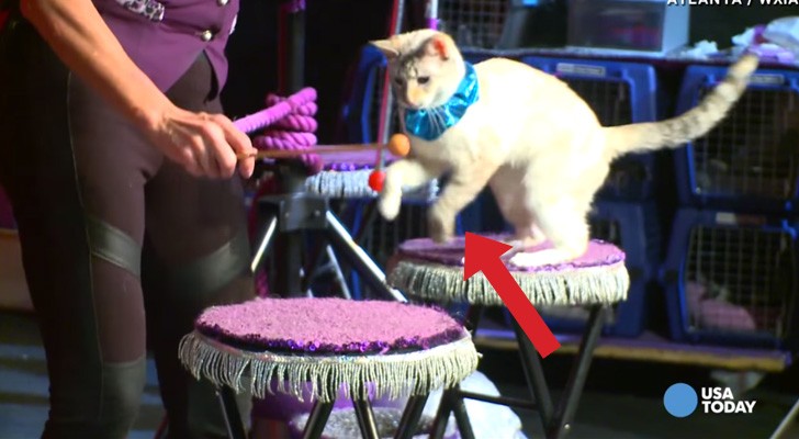 Une femme adopte des chats et organise un spectacle UNIQUE en son genre
