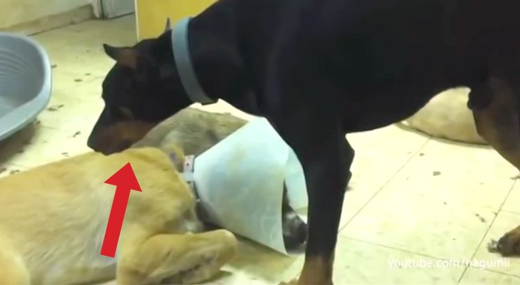 This dog tries his best to stay awake, but what happens shortly after is ... INEVITABLE!