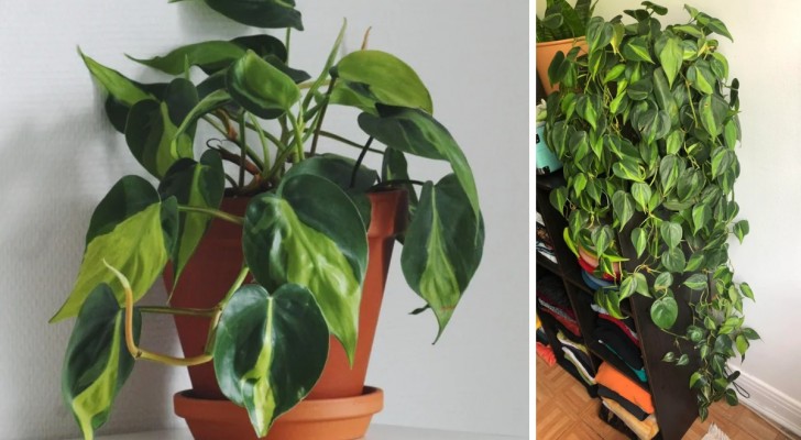 Philodendron : les conseils pour une plante facile à garder à la maison
