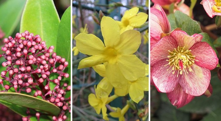 Donnez de la couleur à votre balcon même durant l'hiver avec l’une de ces 10 plantes fleuries