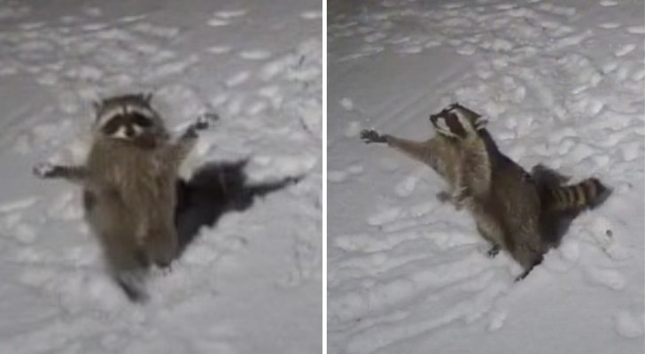 Beveiligingscamera legt wasbeer vast die sneeuwvlokken grijpt(+VIDEO)