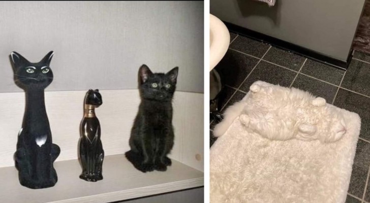 15 keer waarin katten ware meesters in het verstoppen bleken te zijn