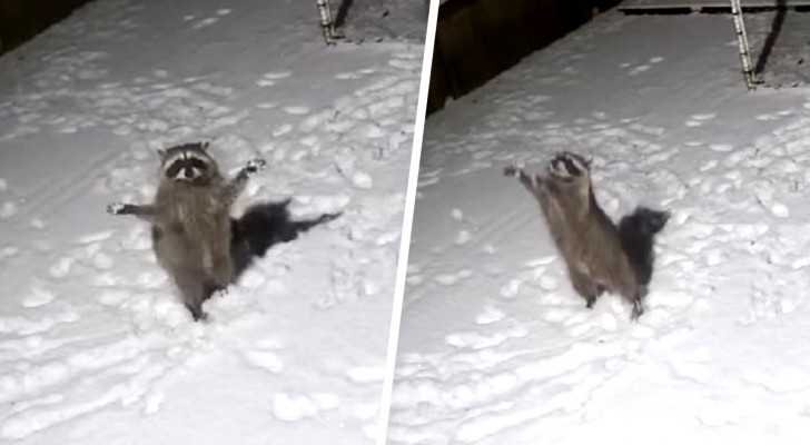 Surveillance camera catches raccoon trying to catch snowflakes: the scene is hilarious (+VIDEO)