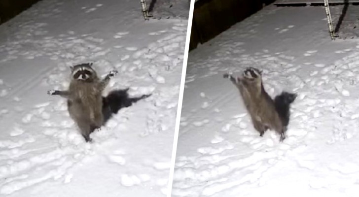 Telecamera di sorveglianza riprende procione che cerca di afferrare fiocchi di neve: la scena è esilarante (+VIDEO)