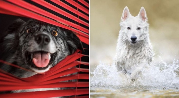 18 foto's gemaakt door mensen van hun honden die tentoongesteld zouden kunnen worden in een tentoonstelling
