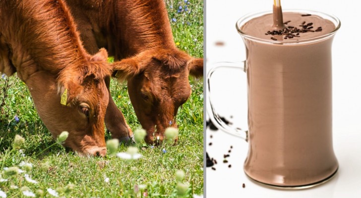 Ett överraskande antal amerikaner tror att chokladmjölk produceras av bruna kor