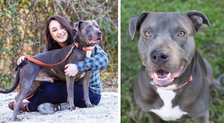 Woman adopts a dog who seems to ignore her completely: when she speaks to him in Spanish, everything changes