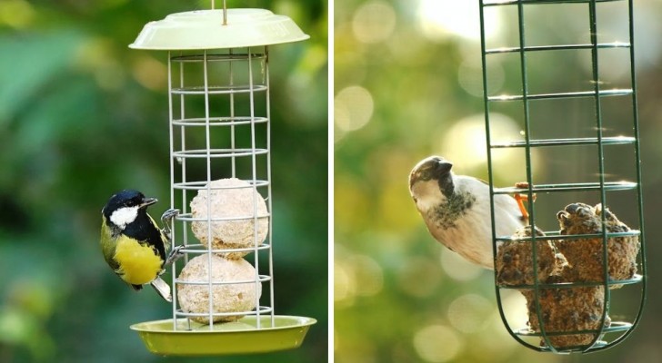 Aiuta gli uccellini a sopravvivere al freddo con un mangime fatto in casa