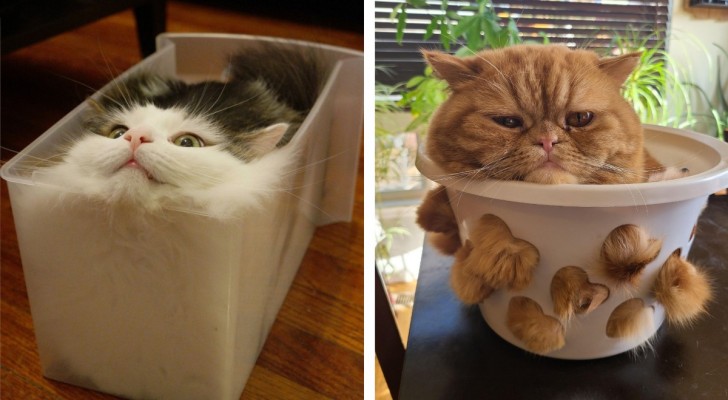 16 foto che dimostrano che i gatti sono "liquidi" e sanno assumere qualsiasi forma
