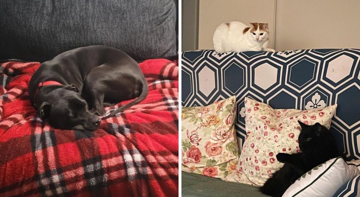Cani e gatti in casa? Scopri i metodi migliori per eliminare i peli dal divano
