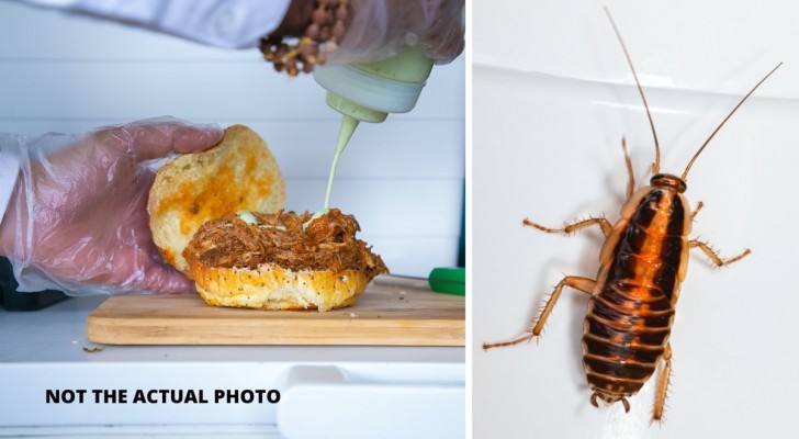 Non gli vengono pagate le ferie: cuoco libera 20 scarafaggi nella cucina del pub per vendicarsi