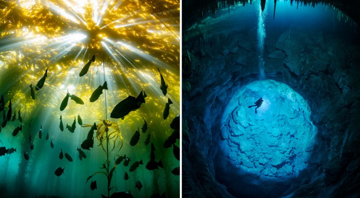 17 suggestive fotografie del concorso Ocean Art che ci mostrano la vita sott'acqua