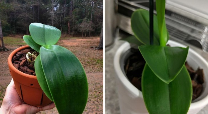 Faire briller les feuilles d’orchidée : 4 façons de préparer un produit à la maison