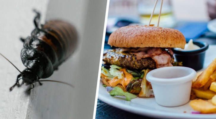 On ne lui paie pas ses vacances : le chef se venge en remplissant la cuisine du restaurant de cafards