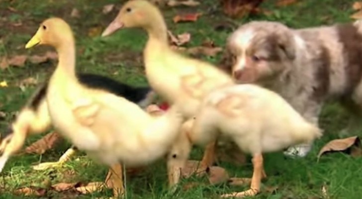 Cuccioli di pastore e anatre si incontrano: ecco la lezione più adorabile che possiate vedere