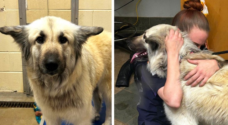 De hittar en övergiven hund med en hjärtskärande lapp: "Älska mig, min matte är hemlös och kan inte försörja mig"