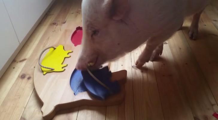 It looks like a normal domestic pig, but look what he can do: BRILLIANT !