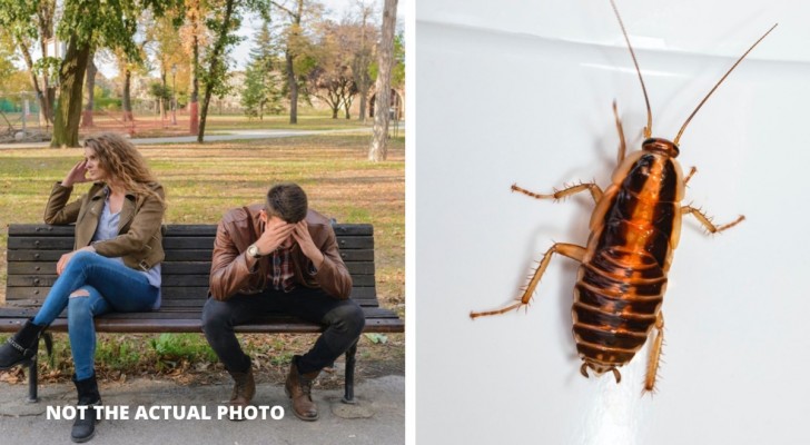 "Dai il nome del tuo ex a uno scarafaggio": la curiosa iniziativa di uno zoo per San Valentino