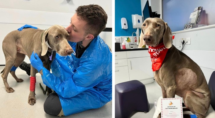 Er gibt 20.000 Pfund beim Tierarzt aus, um seinen Hund zu retten: 