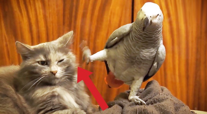 Questo pappagallo vuole attenzioni dal suo amico: la sua reazione è esilarante...