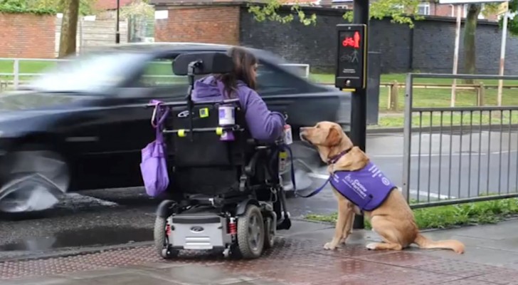 Deze invalide vrouw heeft hulp nodig: dit is wat haar hond de hele dag voor haar doet 