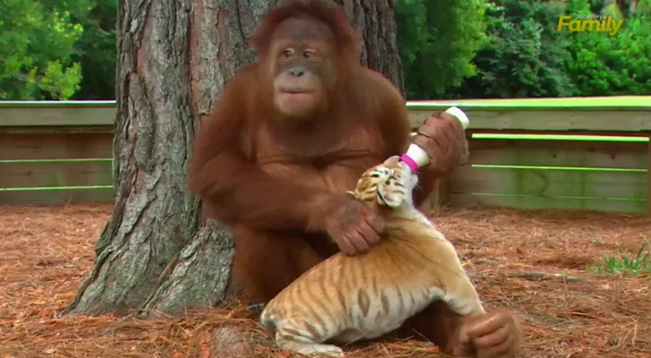 En del barnvakter är annorlunda, vad sägs om en orangutang som passar en tiger?