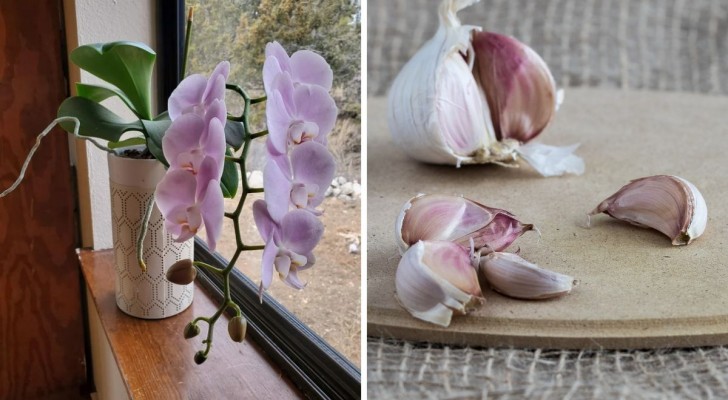 De l'ail pour vos orchidées : découvrez comment l'utiliser pour avoir de belles plantes luxuriantes