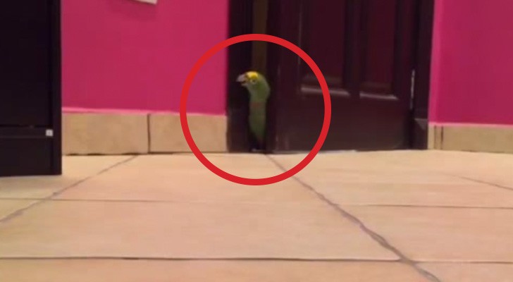 Probeer je lach maar eens in te houden als deze papegaai binnenkomt!
