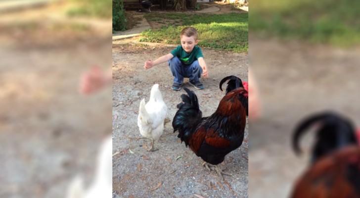Dit kind vraagt om een knuffel: de kip geeft hier graag gehoor aan