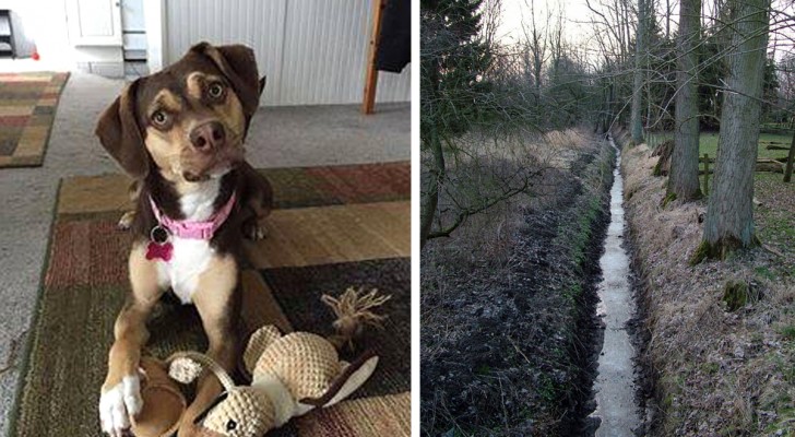 En hunds ovanliga beteende lyckas på ett oväntat sätt rädda ett liv