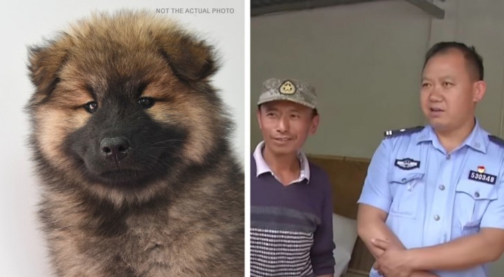 Familie voedt twee jaar lang een huisdier op en ontdekt dan dat het geen hond is (+VIDEO)