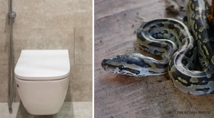 Hij gaat naar de badkamer voordat hij gaat slapen en vindt een python in het toilet