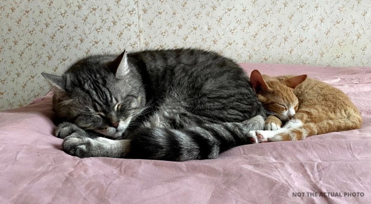 Hon spenderar över 100£ i månaden på sina katter: de har även ett dyrt 'sovrum'