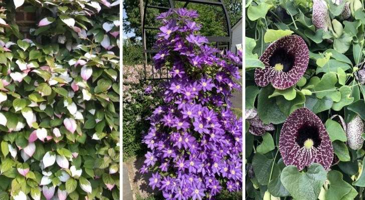 6 splendide piante rampicanti per decorare il tuo giardino