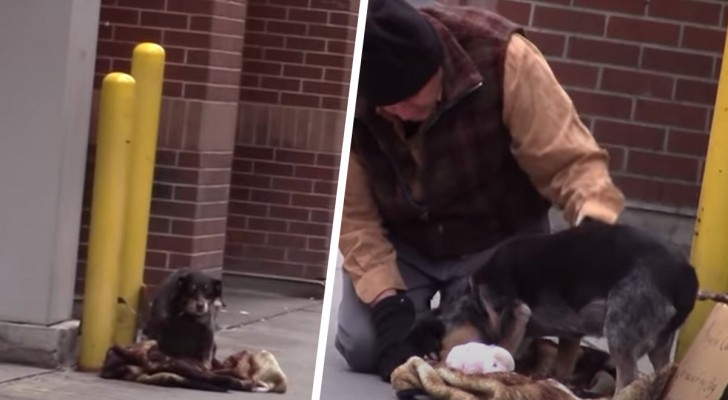 Ze laten een hond op straat achter om een ​​test te doen: de enige die stopt en voor hem zorgt, is een dakloze