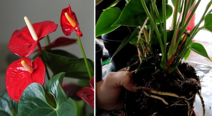 Advies van kwekers over hoe anthurium snel te vermeerderen vanuit een bloeiende tak