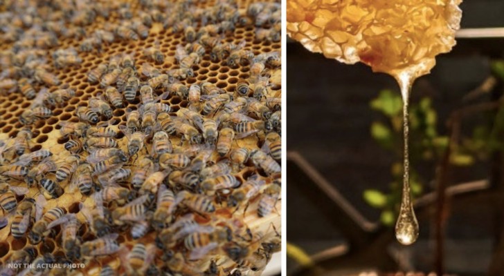 Ein Ehepaar entdeckt zufällig, dass das Haus, in dem es wohnt, ein riesiger Bienenstock ist