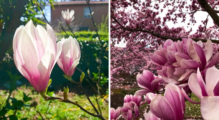 Magnolia soulangeana: Entdeckung der Blume, die den Frühling ankündigt