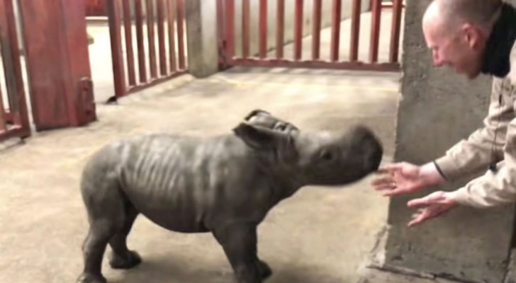 Cucciolo di rinoceronte si diverte a giocare con il guardiano dello zoo (+ VIDEO)