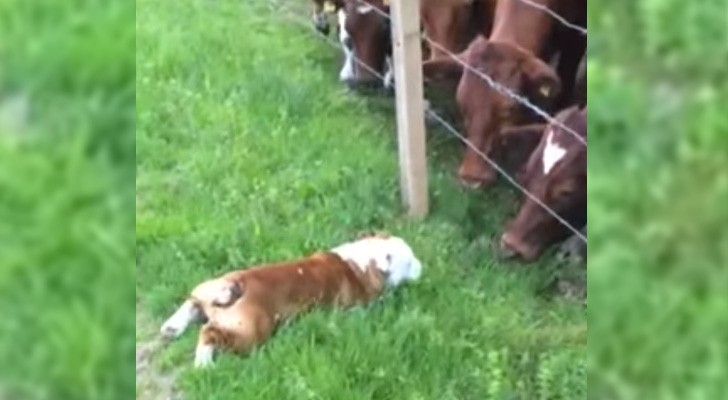 Um bulldog chega perto das vacas: a reação delas é muito fofa!