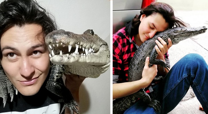 Questo ragazzo ha scelto come animale domestico un alligatore: 