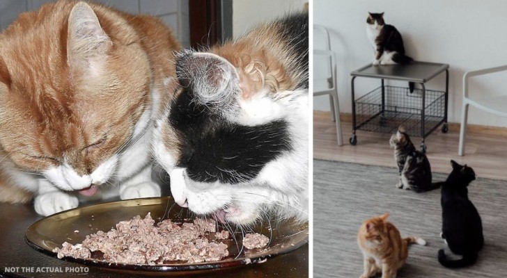 Si concede un solo pasto a settimana per riuscire a sfamare i suoi gatti