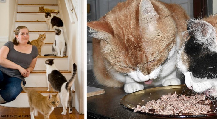 Vrouw kan zich maar één maaltijd per week veroorloven, maar ze geeft het niet op haar katten te voeren