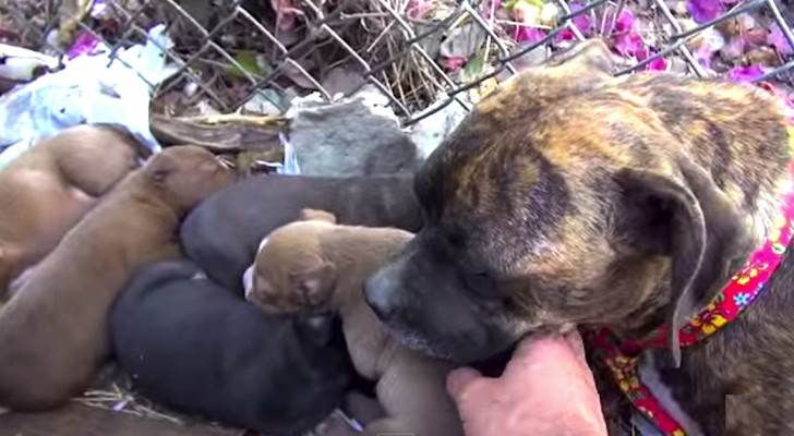 They were rescued and adopted when just a few weeks old: here's what happens when they meet after 6 months