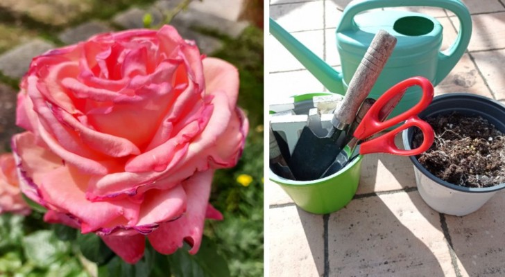 10 facili passaggi per far crescere le vostre rose preferite dalle talee