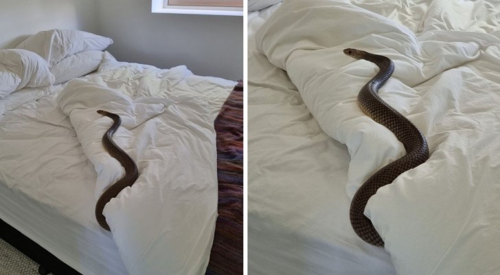 Sposta la coperta per coricarsi e trova un gigantesco serpente nel letto