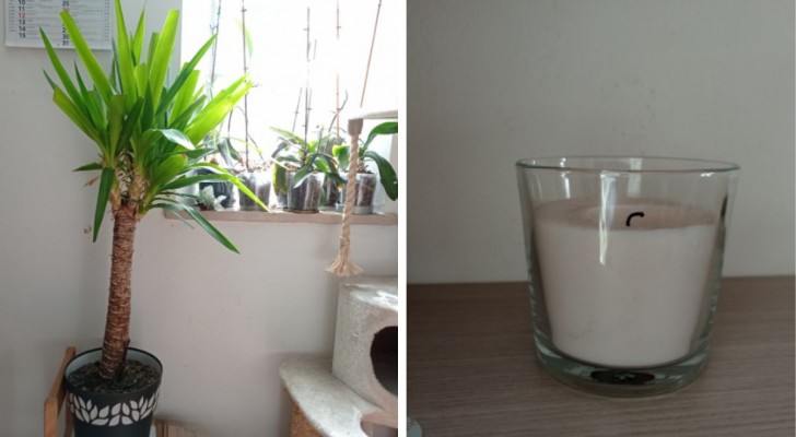 7 natuurlijke alternatieven voor luchtverfrissers voor een huis dat een heerlijke geur heeft