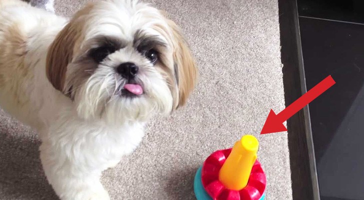 Mette un giocattolo di fronte al suo cane. Cosa fa lui? Resterete senza parole!